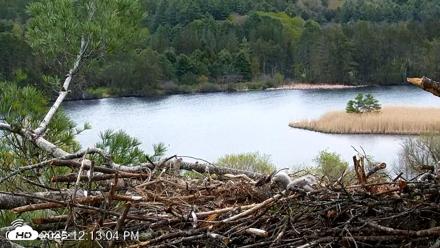 VINS Bald Eagles Nest Live Cams - May 8, 2026, 12:13pm EDT