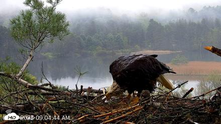 VINS Bald Eagles Nest Live Cams - May 14, 2026, 9:05am EDT