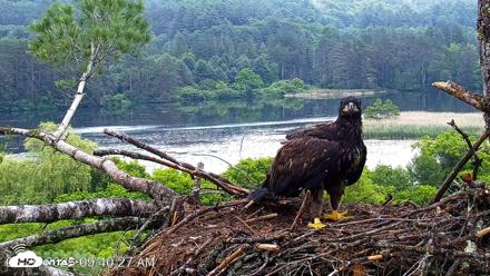 VINS Bald Eagles Nest Live Cams - Jun 26, 2026, 9:41am EDT