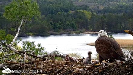 VINS Bald Eagles Nest Live Cams - May 5, 2026, 3:47pm EDT