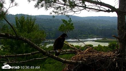 VINS Bald Eagles Nest Live Cams - Jul 6, 2026, 10:37am EDT