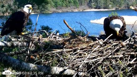 VINS Bald Eagles Nest Live Cams - Apr 23, 2026, 3:48pm EDT