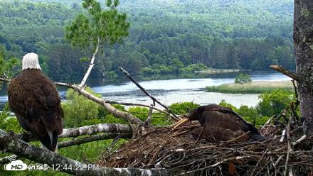 VINS Bald Eagles Nest Live Cams - Jun 30, 2026, 12:45pm EDT