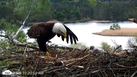 VINS Bald Eagles Nest Live Cams - May 8, 2026, 10:21am EDT