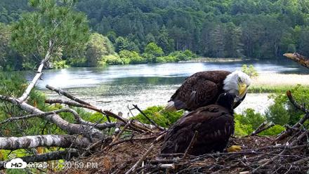 VINS Bald Eagles Nest Live Cams - Jun 16, 2026, 12:21pm EDT