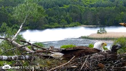 VINS Bald Eagles Nest Live Cams - May 29, 2026, 11:50am EDT
