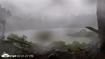 VINS Bald Eagles Nest Live Cams - Jun 18, 2026, 2:42pm EDT