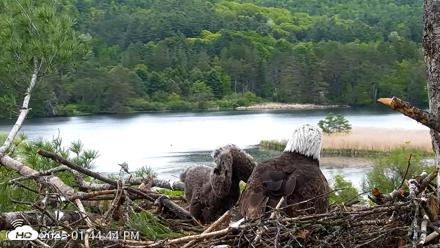 VINS Bald Eagles Nest Live Cams - May 23, 2026, 1:45pm EDT