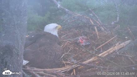 VINS Bald Eagles Nest Live Cams - May 2, 2026, 8:14am EDT