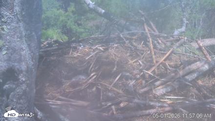 VINS Bald Eagles Nest Live Cams - May 1, 2026, 11:57am EDT