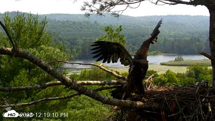 VINS Bald Eagles Nest Live Cams - Jul 16, 2026, 12:20pm EDT