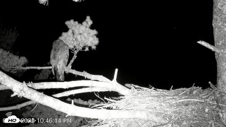 VINS Bald Eagles Nest Live Cams - Jul 24, 2026, 10:47pm EDT