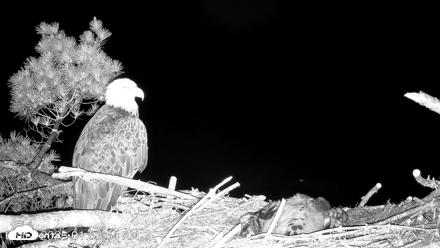 VINS Bald Eagles Nest Live Cams - Jun 12, 2026, 1:54am EDT