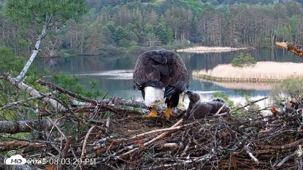 VINS Bald Eagles Nest Live Cams - May 18, 2026, 8:04pm EDT