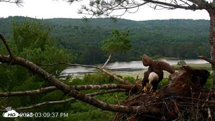 VINS Bald Eagles Nest Live Cams - Jul 15, 2026, 3:10pm EDT