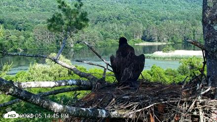 VINS Bald Eagles Nest Live Cams - Jul 1, 2026, 5:15pm EDT