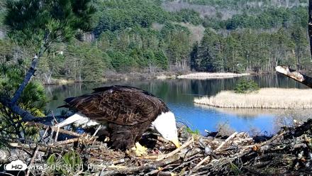 VINS Bald Eagles Nest Live Cams - Apr 26, 2026, 5:32pm EDT