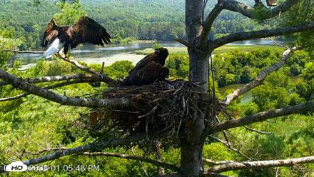 VINS Bald Eagles Nest Live Cams - Jul 27, 2026, 1:06pm EDT