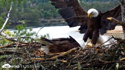 VINS Bald Eagles Nest Live Cams - Apr 30, 2026, 11:26am EDT