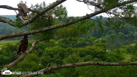 VINS Bald Eagles Nest Live Cams - Jul 21, 2026, 4:00pm EDT