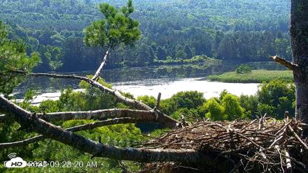 VINS Bald Eagles Nest Live Cams - Jul 24, 2026, 9:29am EDT