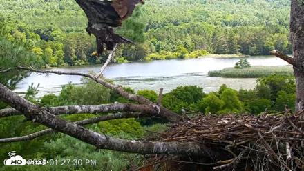 VINS Bald Eagles Nest Live Cams - Jul 23, 2026, 1:28pm EDT
