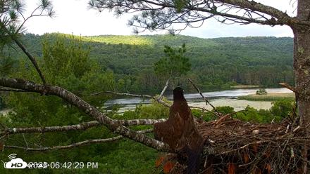 VINS Bald Eagles Nest Live Cams - Jul 3, 2026, 6:43pm EDT