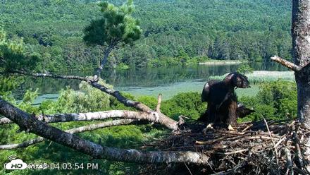 VINS Bald Eagles Nest Live Cams - Jul 24, 2026, 4:05pm EDT