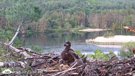 VINS Bald Eagles Nest Live Cams - May 27, 2026, 8:23pm EDT