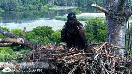 VINS Bald Eagles Nest Live Cams - Jul 24, 2026, 3:09pm EDT