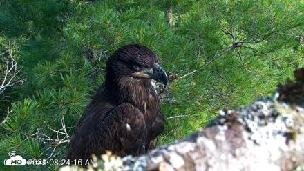 VINS Bald Eagles Nest Live Cams - Jul 26, 2026, 8:25am EDT