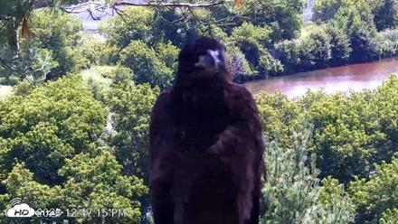 VINS Bald Eagles Nest Live Cams - Jul 23, 2026, 12:48pm EDT