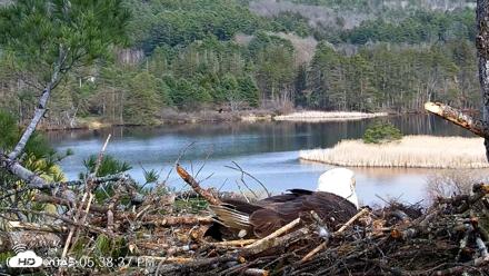 VINS Bald Eagles Nest Live Cams - Apr 25, 2026, 5:39pm EDT