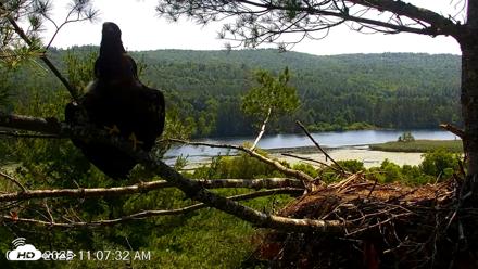 VINS Bald Eagles Nest Live Cams - Jul 3, 2026, 11:08am EDT