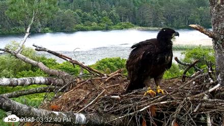 VINS Bald Eagles Nest Live Cams - Jun 19, 2026, 3:33pm EDT