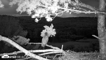 VINS Bald Eagles Nest Live Cams - Jul 21, 2026, 8:45pm EDT