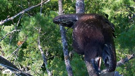 VINS Bald Eagles Nest Live Cams - Jul 27, 2026, 10:57am EDT