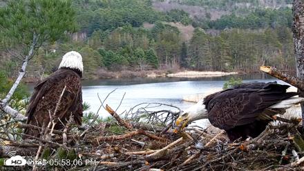 VINS Bald Eagles Nest Live Cams - Apr 25, 2026, 5:58pm EDT