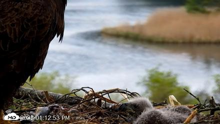 VINS Bald Eagles Nest Live Cams - May 13, 2026, 1:13pm EDT