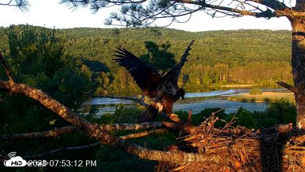 VINS Bald Eagles Nest Live Cams - Jul 15, 2026, 7:54pm EDT