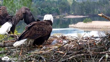 VINS Bald Eagles Nest Live Cams - May 2, 2026, 9:32am EDT