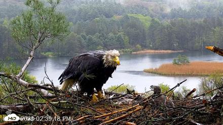 VINS Bald Eagles Nest Live Cams - May 14, 2026, 2:40pm EDT