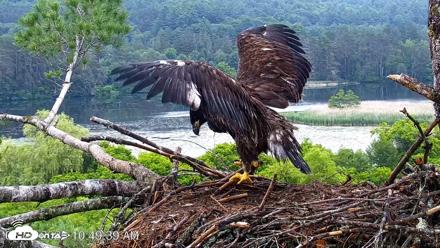 VINS Bald Eagles Nest Live Cams - Jun 26, 2026, 10:50am EDT