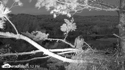 VINS Bald Eagles Nest Live Cams - Jul 7, 2026, 9:06pm EDT