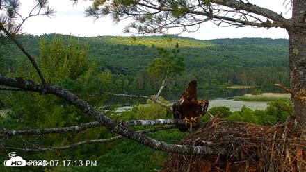 VINS Bald Eagles Nest Live Cams - Jul 9, 2026, 7:17pm EDT
