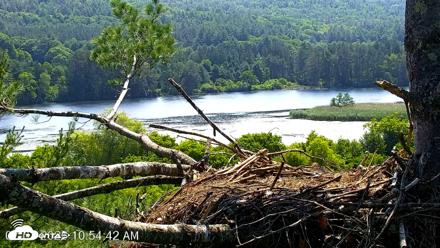 VINS Bald Eagles Nest Live Cams - Jul 3, 2026, 10:56am EDT
