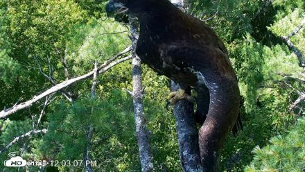 VINS Bald Eagles Nest Live Cams - Jul 27, 2026, 12:03pm EDT