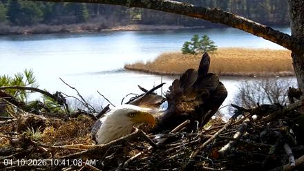 VINS Bald Eagles Nest Live Cams - Apr 10, 2026, 10:41am EDT