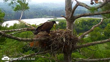 VINS Bald Eagles Nest Live Cams - Jul 28, 2026, 9:31am EDT