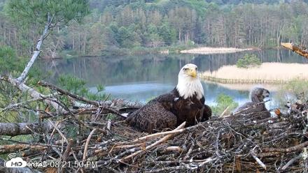 VINS Bald Eagles Nest Live Cams - May 18, 2026, 8:22pm EDT